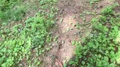 女人跑着录了一<strong>段视频</strong>，夏天在松树上看到一只红松鼠